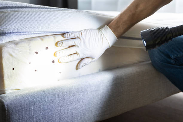 Best Ant Control Services  in Port Chester, NY