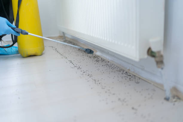 Insect Control in Port Chester, NY